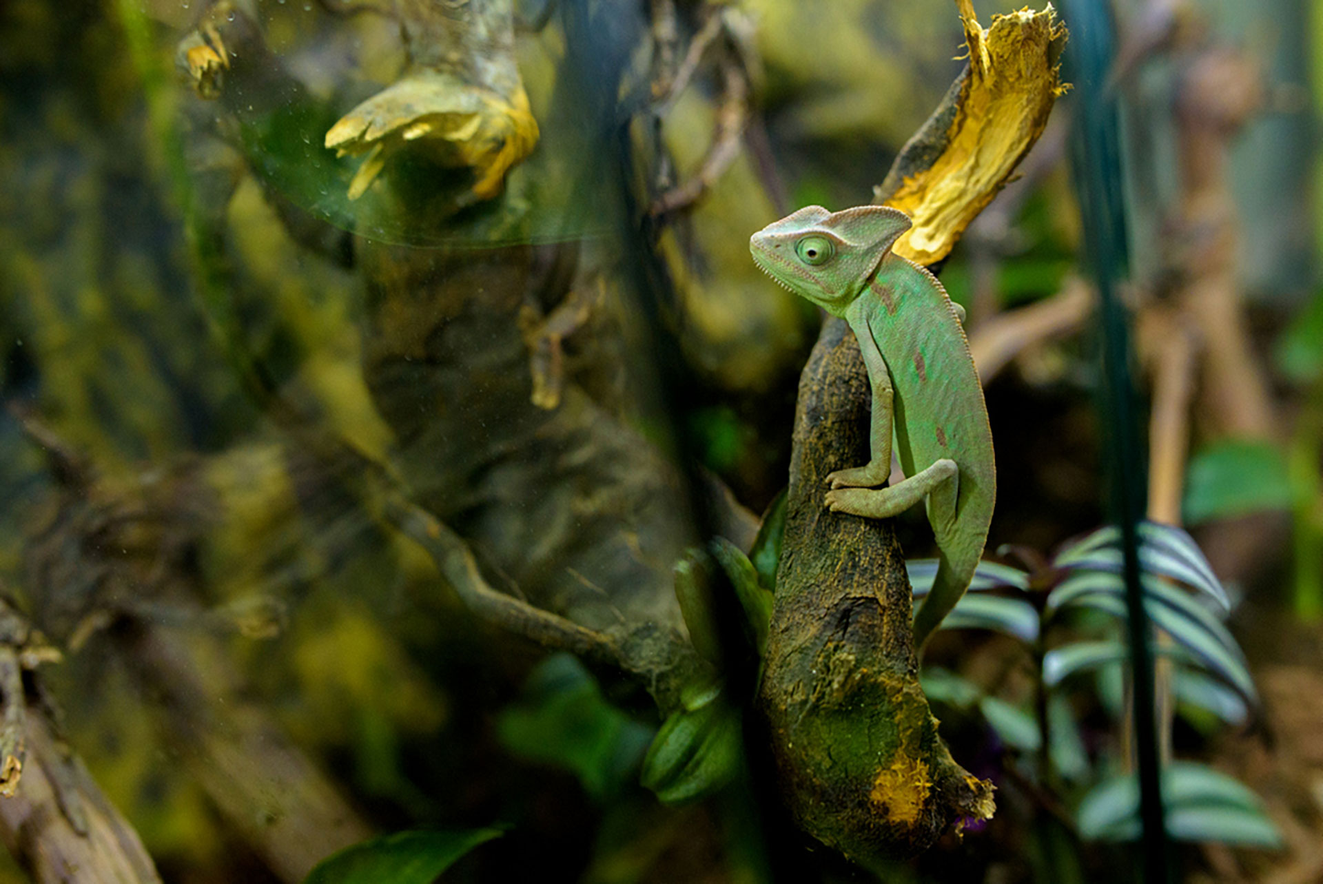 Boa constrictor, pitoni regali şi cameleoni cu un colorit de excepție, într-o expoziţie exotică de reptile, la Iulius Mall Cluj 4 Expozitie reptile Iulius Mall Cluj 01