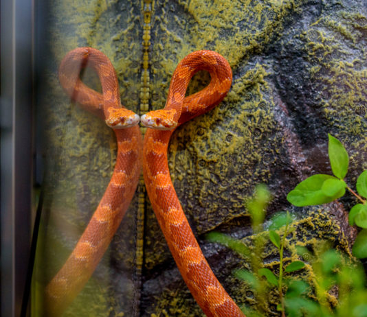 Boa constrictor, pitoni regali şi cameleoni cu un colorit de excepție, într-o expoziţie exotică de reptile, la Iulius Mall Cluj