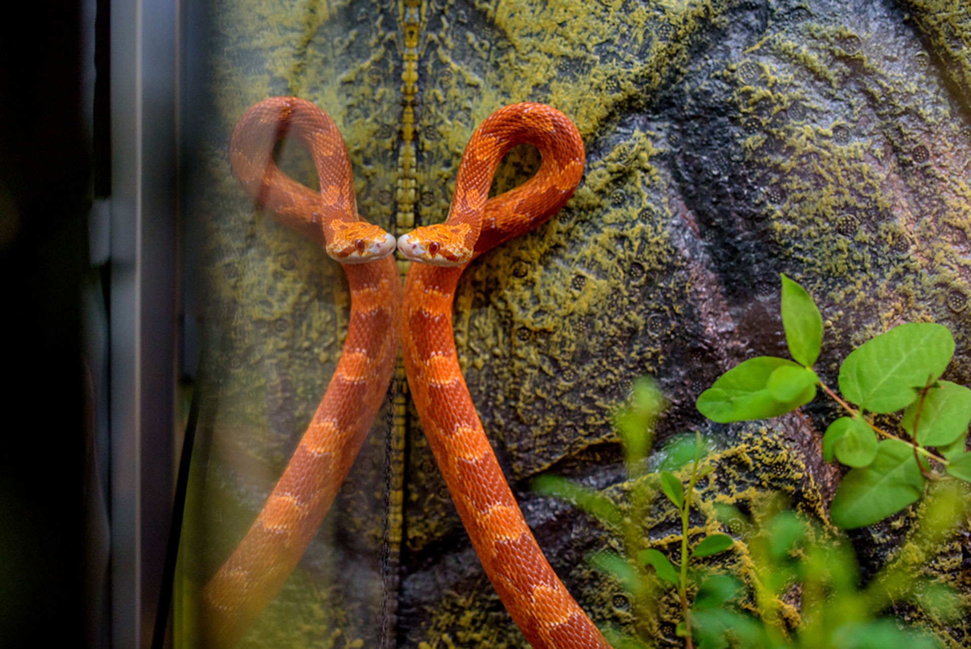 Boa constrictor, pitoni regali şi cameleoni cu un colorit de excepție, într-o expoziţie exotică de reptile, la Iulius Mall Cluj 3 Expozitie reptile Iulius Mall Cluj 02