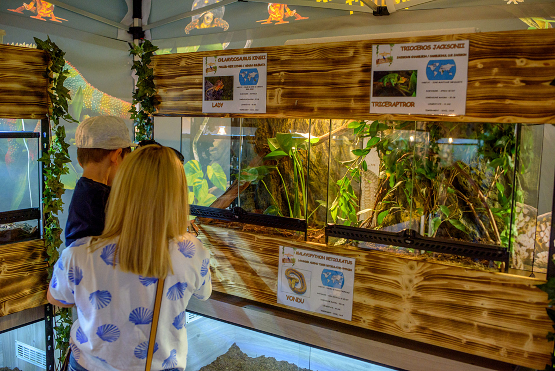 Boa constrictor, pitoni regali şi cameleoni cu un colorit de excepție, într-o expoziţie exotică de reptile, la Iulius Mall Cluj 2 Expozitie reptile Iulius Mall Cluj 03