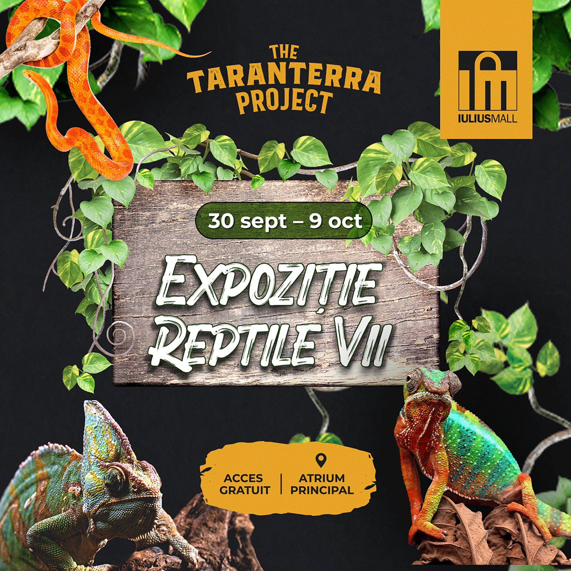 Boa constrictor, pitoni regali şi cameleoni cu un colorit de excepție, într-o expoziţie exotică de reptile, la Iulius Mall Cluj 1 Expozitie reptile Iulius Mall Cluj