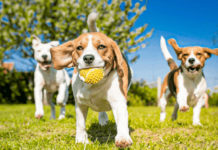 De ce își înclină cățeii capul într-o parte? Un nou studiu face o descoperire interesantă