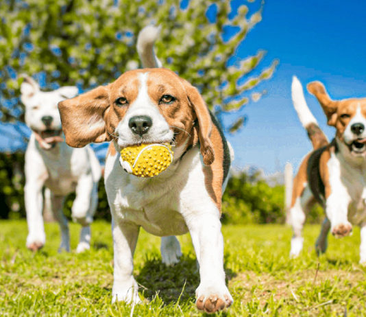 Clujenii votează proiectele din bugetul participativ: Trotuare în Mănăștur, parc pentru câini sau ceas solar