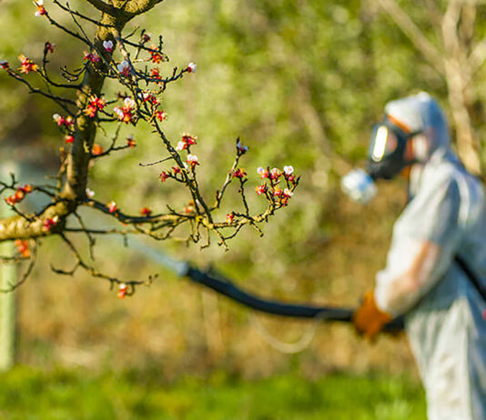 Tratamente fitosanitare pentru arborii din Cluj pentru combaterea dăunatorilor