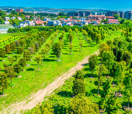 Metasequoia, arbori de cauciuc, ginkgo biloba, printre cei aproape 700 de copaci pregătiți pentru a aduce natura în proiectul IULIUS de reconversie urbană din Cluj